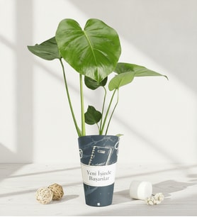 Yeni İşinde Başarılar Karton Saksıda Monstera