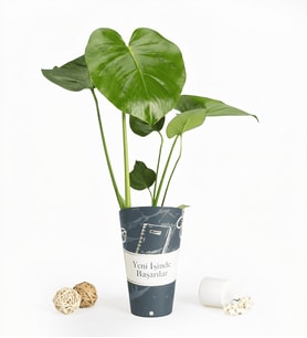 Yeni İşinde Başarılar Karton Saksıda Monstera