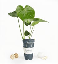 Yeni İşinde Başarılar Karton Saksıda Monstera