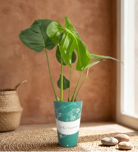 İyi Ki Varsın Karton Saksıda Monstera