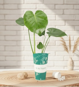 İyi Ki Varsın Karton Saksıda Monstera