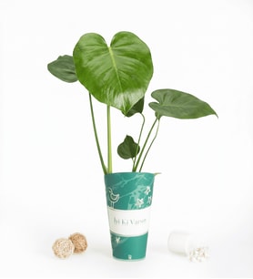 İyi Ki Varsın Karton Saksıda Monstera
