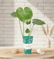 İyi Ki Varsın Karton Saksıda Monstera