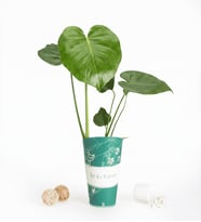 İyi Ki Varsın Karton Saksıda Monstera