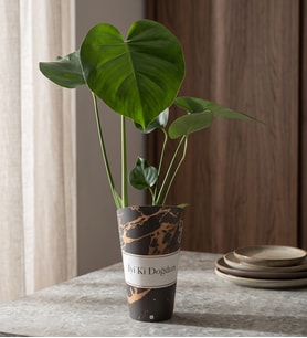 İyi Ki Doğdun Karton Saksıda Monstera