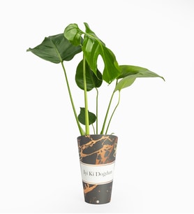İyi Ki Doğdun Karton Saksıda Monstera