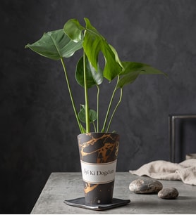 İyi Ki Doğdun Karton Saksıda Monstera