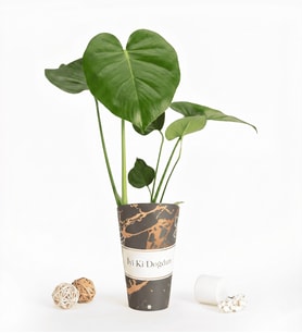 İyi Ki Doğdun Karton Saksıda Monstera