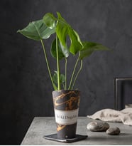 İyi Ki Doğdun Karton Saksıda Monstera