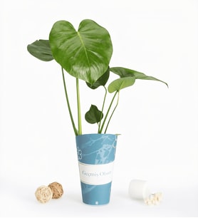 Geçmiş Olsun Karton Saksıda Monstera