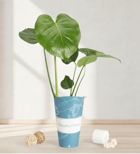 Geçmiş Olsun Karton Saksıda Monstera