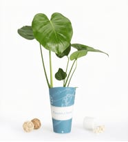 Geçmiş Olsun Karton Saksıda Monstera