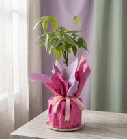 Lila Pembe Buketli Polimer Saksıda Pachira