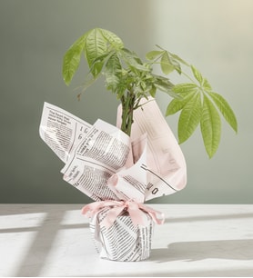 Pembe Gazete Desen Buketli Polimer Saksıda Pachira