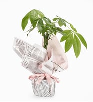 Pembe Gazete Desen Buketli Polimer Saksıda Pachira