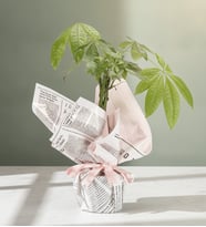 Pembe Gazete Desen Buketli Polimer Saksıda Pachira