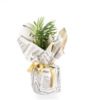 Gri Gazete Buketli Polimer Saksıda Chamdora Elegans