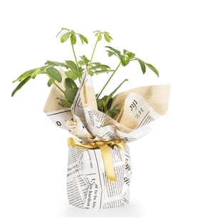Gri Gazete Buketli Polimer Saksıda Schefflera