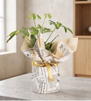 Gri Gazete Buketli Polimer Saksıda Schefflera