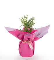 Pembe Buketli Polimer Saksıda Chamdora Elegans