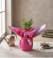 Pembe Buketli Polimer Saksıda Chamdora Elegans