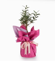 Pembe Buketli Polimer Saksıda Zeytin Ağacı Bonsai