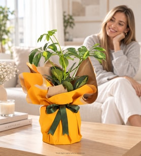 Sarı Buket Kağıtlı Polimer Saksıda Schefflera