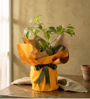 Sarı Buket Kağıtlı Polimer Saksıda Schefflera