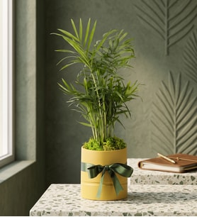 Sarı Polimer Saksıda Chamdora Elegans