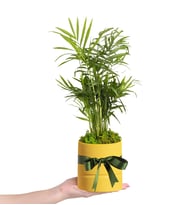 Sarı Polimer Saksıda Chamdora Elegans