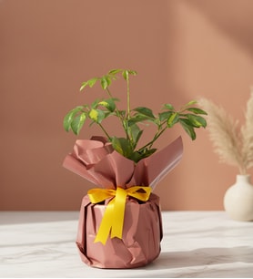 Koyu Somon Buketli Polimer Saksıda Schefflera