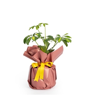 Koyu Somon Buketli Polimer Saksıda Schefflera