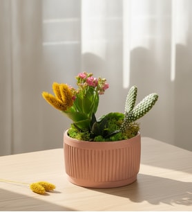 Kiremit Saksıda Pembe Kalanchoe ve Sarı Phalaris