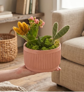 Kiremit Saksıda Pembe Kalanchoe ve Sarı Phalaris