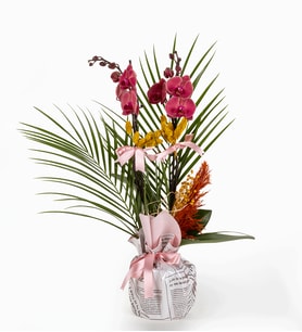 Gazete Buketli Saksıda Ateş Kırmızı Orkide & Fenix