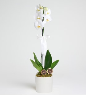 Phalaenopsis Tek Dal Orkide Çiçeği