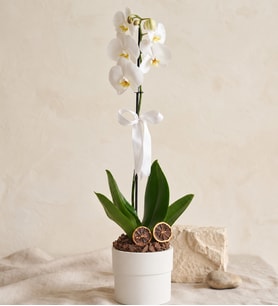 Phalaenopsis Tek Dal Orkide Çiçeği