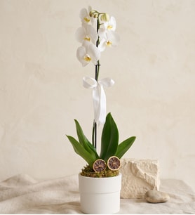 Phalaenopsis Tek Dal Orkide Çiçeği