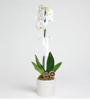 Phalaenopsis Tek Dal Orkide Çiçeği