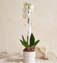 Phalaenopsis Tek Dal Orkide Çiçeği