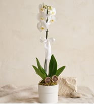 Phalaenopsis Tek Dal Orkide Çiçeği