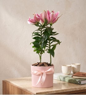 Pembe Polimer Saksıda Pembe Lilyum