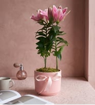 Pembe Beton Saksıda Pembe Lilyum