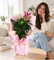 Pembe Buket Kağıtlı Polimer Saksıda Pembe Lilyum