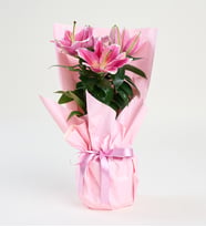 Pembe Buket Kağıtlı Polimer Saksıda Pembe Lilyum