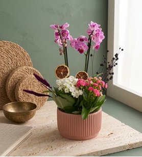 Kiremit Saksıda Mini Mor Orkide ve Kalanchoe