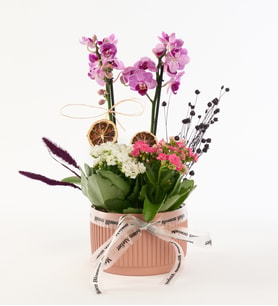 Kiremit Saksıda Mini Mor Orkide ve Kalanchoe