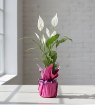 Lila Pembe Buketli Polimer Saksıda Spatifilyum