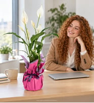 Lila Pembe Buketli Polimer Saksıda Spatifilyum