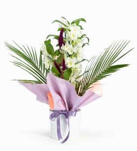 Beyaz Saksıda Lila Pembe Buket Kağıtlı Dendrobium